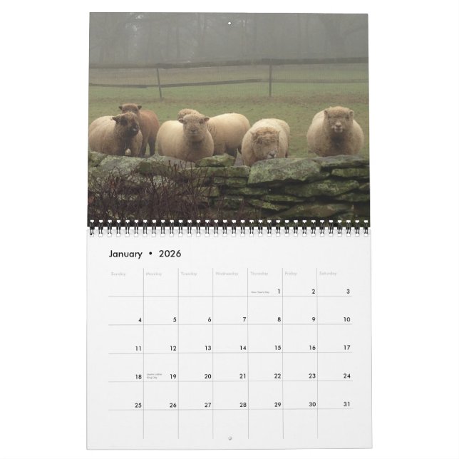 Babydoll Southdown Sheep 2015 NABSSAR-Kalender Kalender (Jan 2026)