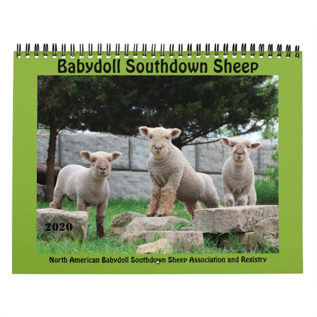 Babydoll Southdown Sheep 2020 NABSSAR-Kalender Kalender (Titelbild)