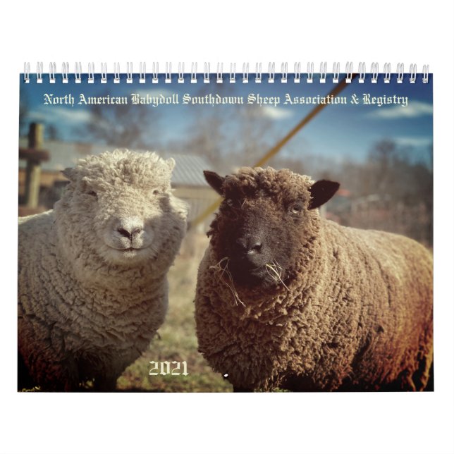 Babydoll Southdown Sheep 2021 NABSSAR-Kalender Kalender (Titelbild)