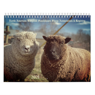 Babydoll Southdown Sheep 2021 NABSSAR-Kalender Kalender