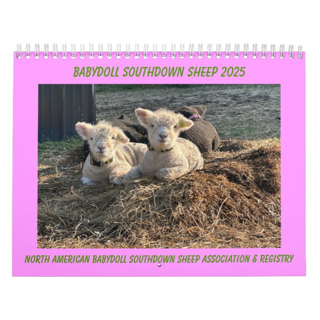 Babydoll Southdown Sheep 2025 Kalender (Titelbild)