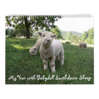 Babydoll Southdown Sheep Calendar Kalender