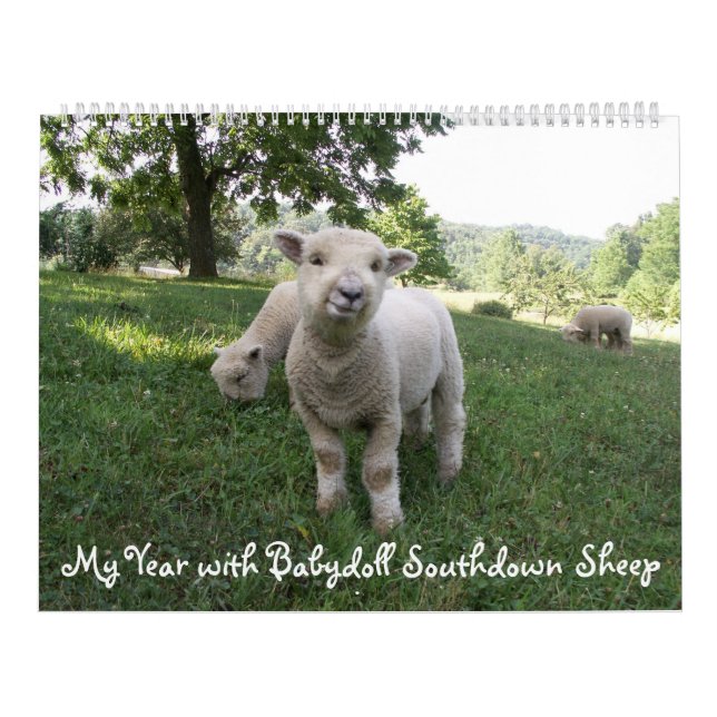 Babydoll Southdown Sheep Calendar Kalender (Titelbild)