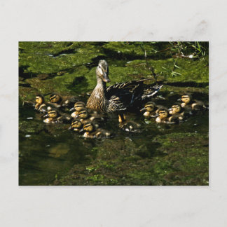 Babyenten 2 Postkarte