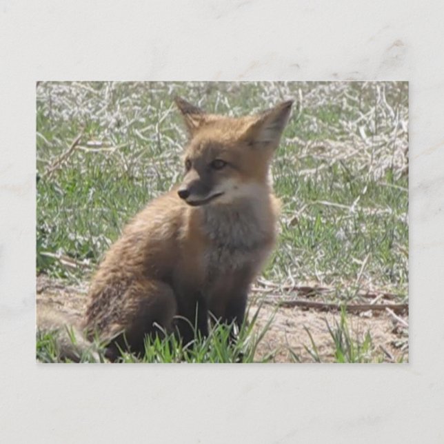 Babyfuchs 01 postkarte (Vorderseite)