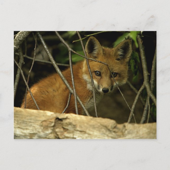 Babyfuchs Postkarte (Vorderseite)