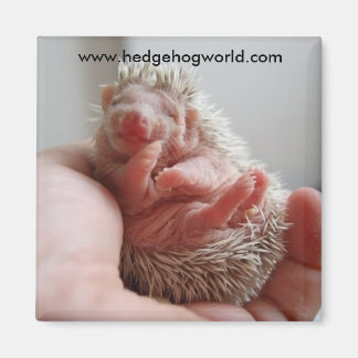 Babyfugenmagnet Magnet