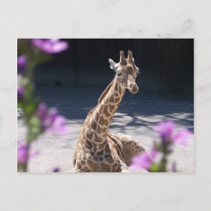 Babygiraffe Postkarte