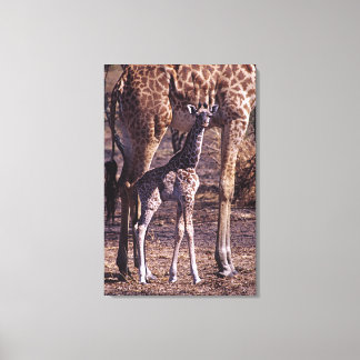 Babygiraffe und Mutter, Tansania Leinwanddruck