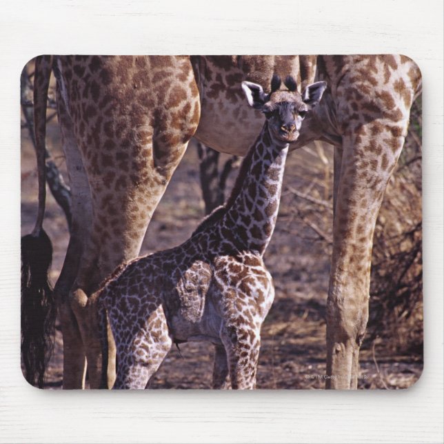 Babygiraffe und Mutter, Tansania Mousepad (Vorne)