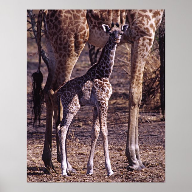 Babygiraffe und Mutter, Tansania Poster (Vorne)