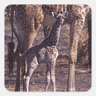 Babygiraffe und Mutter, Tansania Quadratischer Aufkleber