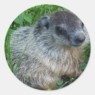 Babygroundhog Runder Aufkleber