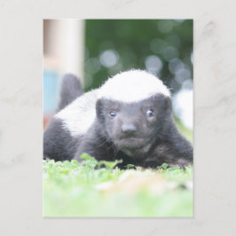 Babyhonigausweis auf grünem Grasfoto Feiertagspostkarte