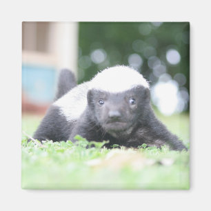 Babyhonigausweis auf grünem Grasfoto Magnet