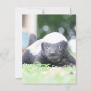 Babyhonigausweis auf grünem Grasfoto Mitteilungskarte