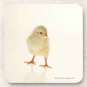 Babyhuhn Getränkeuntersetzer
