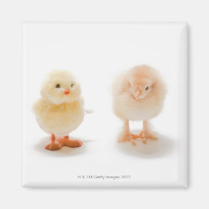 Babyhuhn und mechanisches Huhn des Fakes Magnet