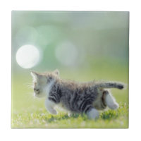 Babykatze, die auf Grasfeld läuft