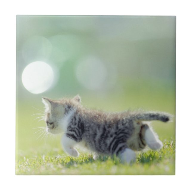 Babykatze, die auf Grasfeld läuft Fliese (Vorderseite)