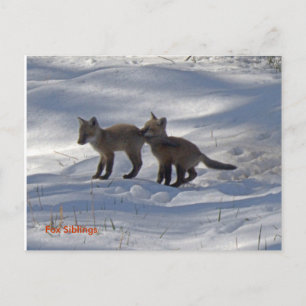 Babykopie, Fox Siblings Postkarte