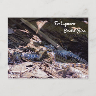 Babykrokodile in Tortuguero - Costa Rica Postkarte