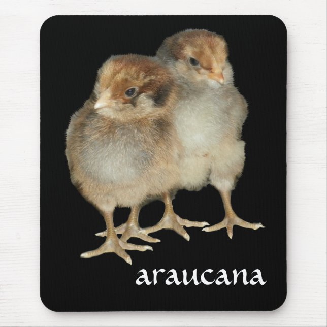Babyküken araucana Huhn-Vogelkundevögel Mousepad (Vorne)
