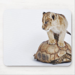 Babylöwe stehend auf Schildkröte, weißer Mousepad