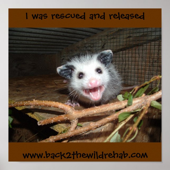 Babyopossum Poster (Vorne)