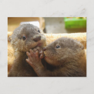 Babyotter Postkarte