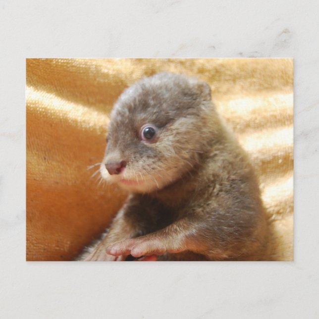 Babyotter Pup Post Card Postkarte (Vorderseite)