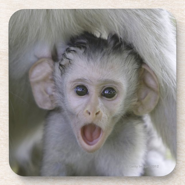 Babypavian unter seine Mutter Untersetzer (Vorderseite)