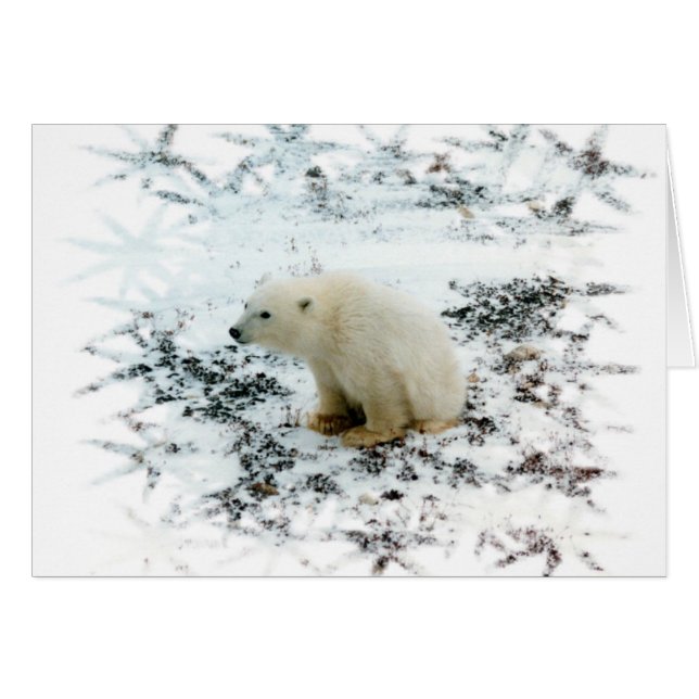 Babypolar (Vorderseite (Horizontal))