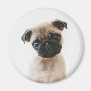 Babyportrait Mops Magnet