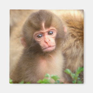 Babyportrait "Snow Monkey" Magnet