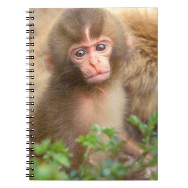 Babyportrait "Snow Monkey" Notizblock (Vorderseite)