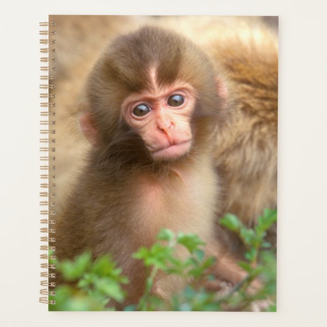 Babyportrait "Snow Monkey" Planer (Vorderseite)