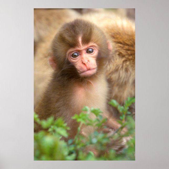 Babyportrait "Snow Monkey" Poster (Vorne)