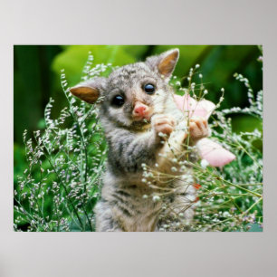 BabyPossum Kaution Blume Poster