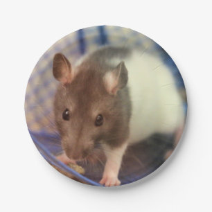 Babyratte Pappteller
