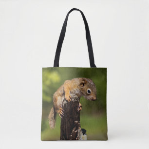 Babyrotes Eichhörnchen