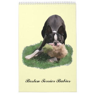 Babys Bostons Terrier Kalender