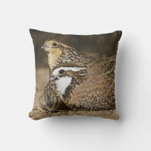 Babys von Bobwhite aus dem Nordwesten am Teich zum Kissen