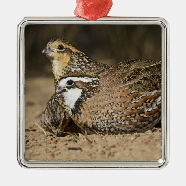 Babys von Bobwhite aus dem Nordwesten am Teich zum Ornament Aus Metall (Vorne)