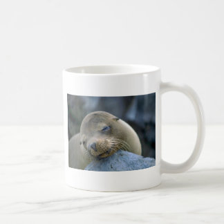 Babyseelöwe, Galapagos-Inseln Kaffeetasse