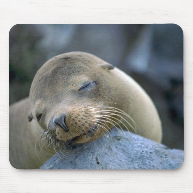 Babyseelöwe, Galapagos-Inseln Mousepad (Vorne)
