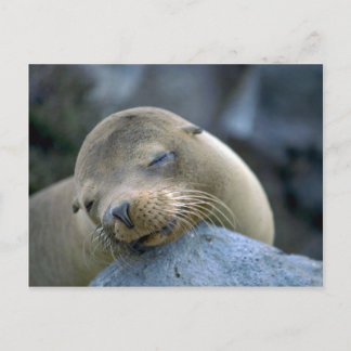 Babyseelöwe, Galapagos-Inseln Postkarte