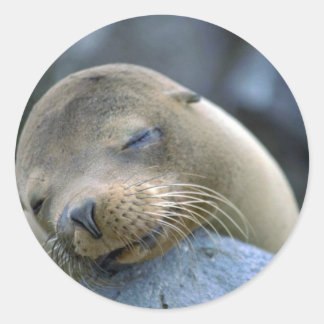 Babyseelöwe, Galapagos-Inseln Runder Aufkleber