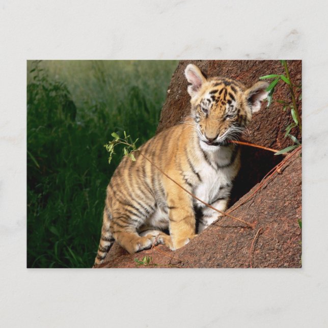 Babytiger-Postkarte Postkarte (Vorderseite)