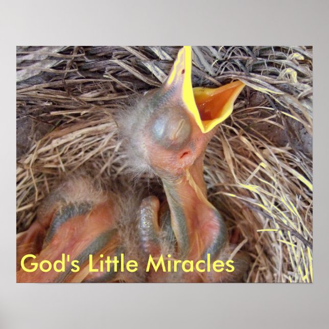 Babyvögel - Gottes kleine Wunder Poster (Vorne)